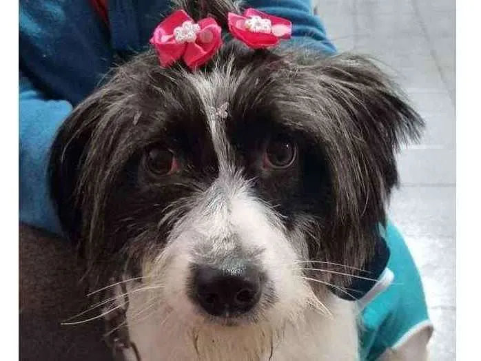 Cachorro raça Mix srd idade 1 ano nome Lana