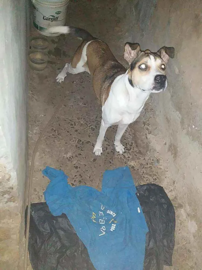 Cachorro ra a Vira lata com pitbull idade 6 ou mais anos nome Bolota