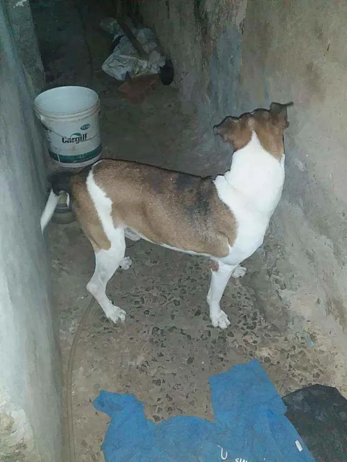 Cachorro ra a Vira lata com pitbull idade 6 ou mais anos nome Bolota