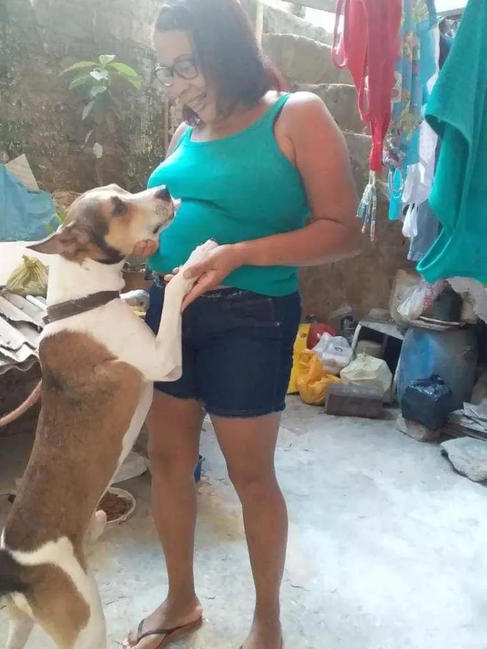 Cachorro ra a Vira lata com pitbull idade 6 ou mais anos nome Bolota