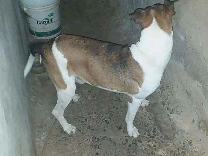 Cachorro ra a Vira lata com pitbull idade 6 ou mais anos nome Bolota