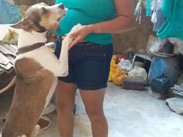 Cachorro ra a Vira lata com pitbull idade 6 ou mais anos nome Bolota
