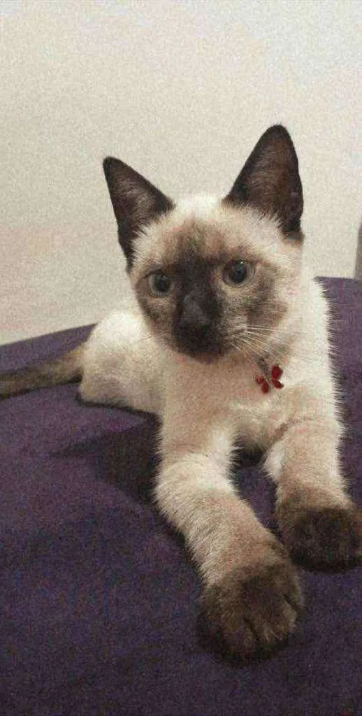 Gato ra a Siamês  idade 2 anos nome Tokyo