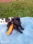 Rafael