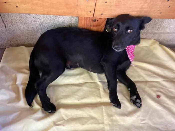 Cachorro raça SRD idade 2 anos nome Betina