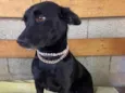 Cachorro raça SRD idade 2 anos nome Betina