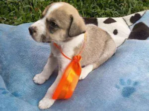 Cachorro raça  idade 2 a 6 meses nome Max