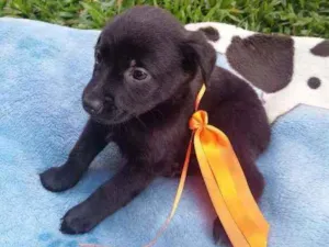 Cachorro raça  idade 2 a 6 meses nome Rafael 