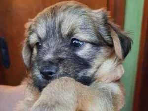 Cachorro raça sem raça definida idade Abaixo de 2 meses nome sem nome