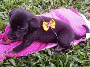 Cachorro raça  idade 2 a 6 meses nome Lua