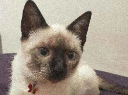 Gato ra a Siamês  idade 2 anos nome Tokyo