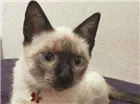 Gato raça Siamês  idade 2 anos nome Tokyo