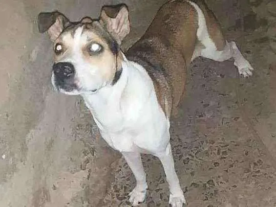 Cachorro ra a Vira lata com pitbull idade 6 ou mais anos nome Bolota