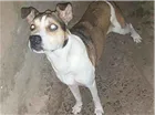 Cachorro raça Vira lata com pitbull idade 6 ou mais anos nome Bolota