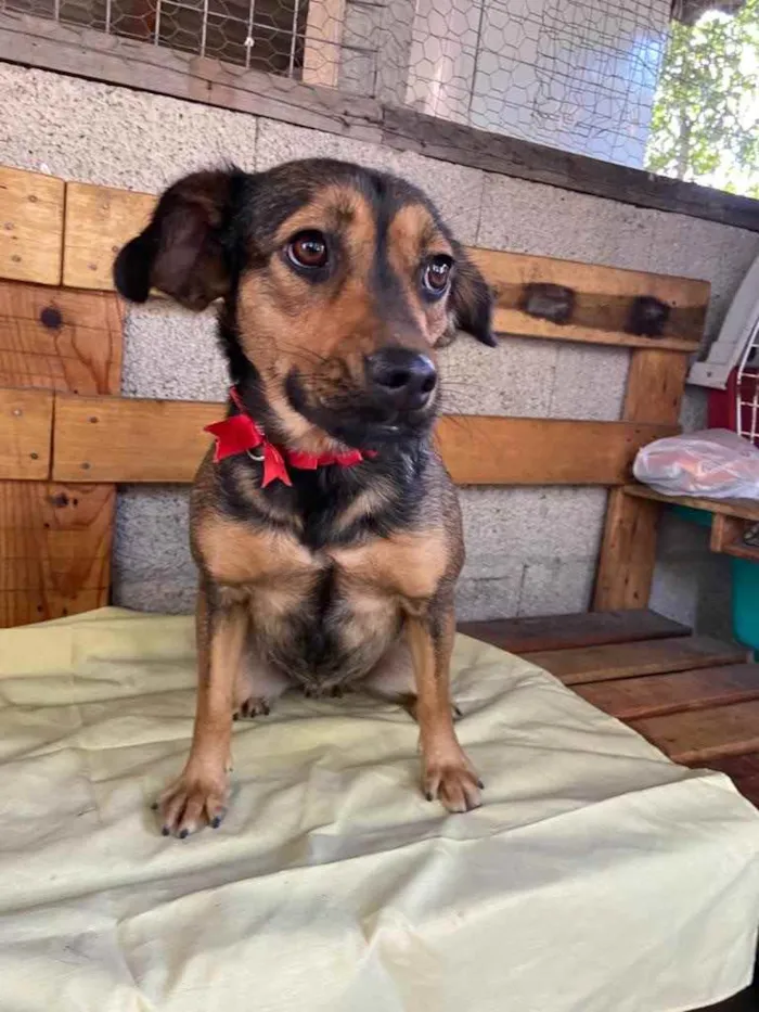 Cachorro raça SRD idade 2 anos nome Nina