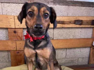 Cachorro raça SRD idade 2 anos nome Nina