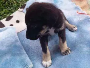 Cachorro raça  idade 2 a 6 meses nome Noé 
