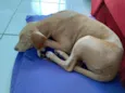Cachorro raça Srd idade 2 a 6 meses nome Pandora