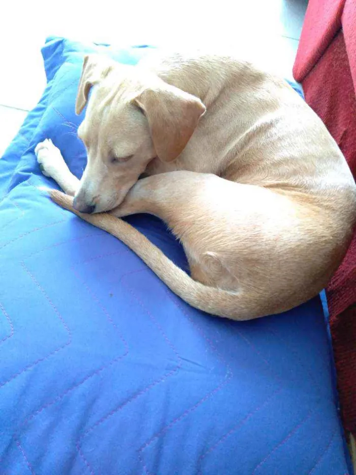 Cachorro raça Srd idade 2 a 6 meses nome Pandora