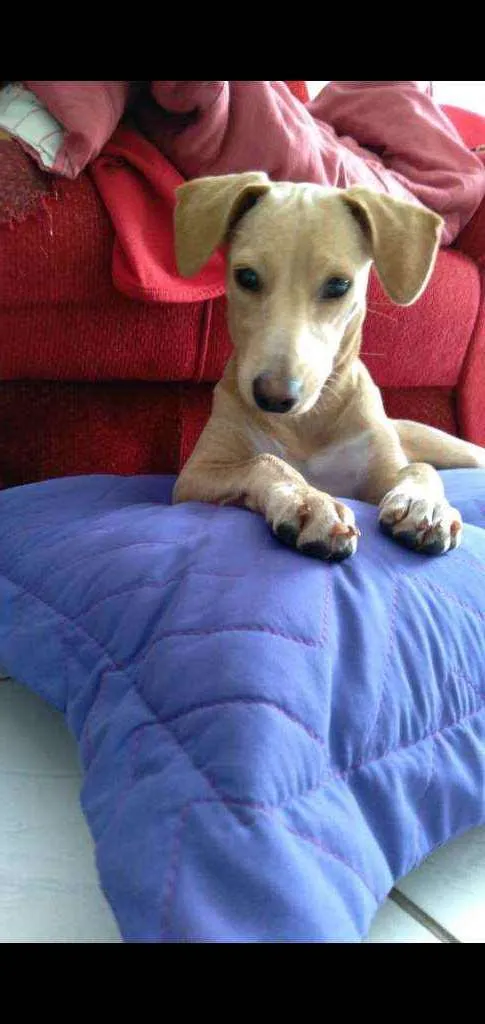 Cachorro raça Srd idade 2 a 6 meses nome Pandora