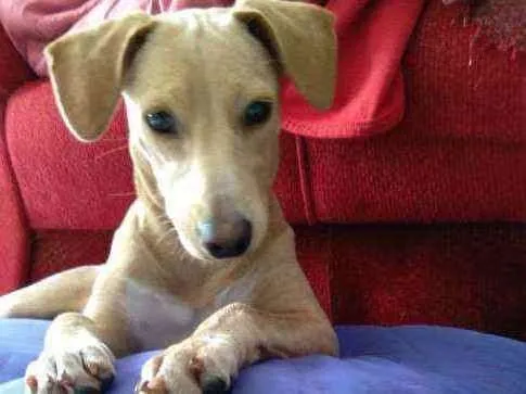 Cachorro raça Srd idade 2 a 6 meses nome Pandora