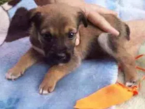 Cachorro raça  idade  nome Chocolate 