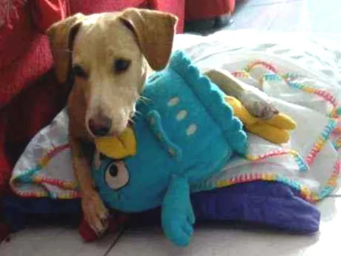 Cachorro raça Srd idade 2 a 6 meses nome Pandora