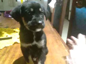 Cachorro raça  idade 2 a 6 meses nome Patrick