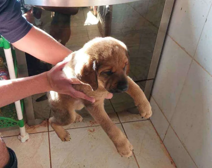 Cachorro ra a Labrador  com pastor alemão  idade Abaixo de 2 meses nome Filhotes