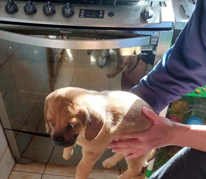 Cachorro ra a Labrador  com pastor alemão  idade Abaixo de 2 meses nome Filhotes