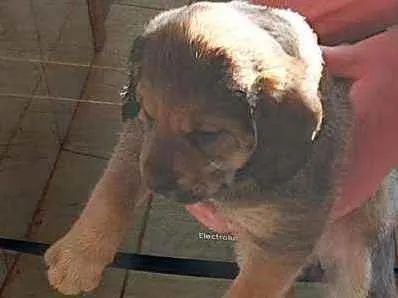 Cachorro ra a Labrador  com pastor alemão  idade Abaixo de 2 meses nome Filhotes