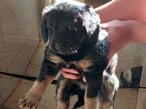 Cachorro ra a Labrador  com pastor alemão  idade Abaixo de 2 meses nome Filhotes