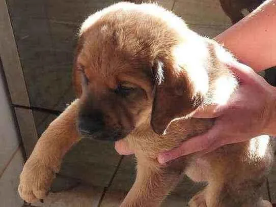 Cachorro ra a Labrador  com pastor alemão  idade Abaixo de 2 meses nome Filhotes