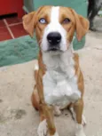Zoio