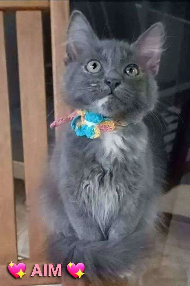 Gato raça Srd idade 2 a 6 meses nome ** Mia **