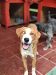 Zoio