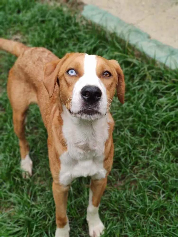 Cachorro ra a SRD  idade 7 a 11 meses nome Zoio