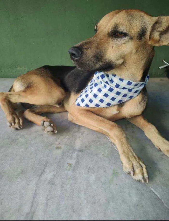 Cachorro ra a SRD idade 1 ano nome Bart
