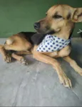 Bart