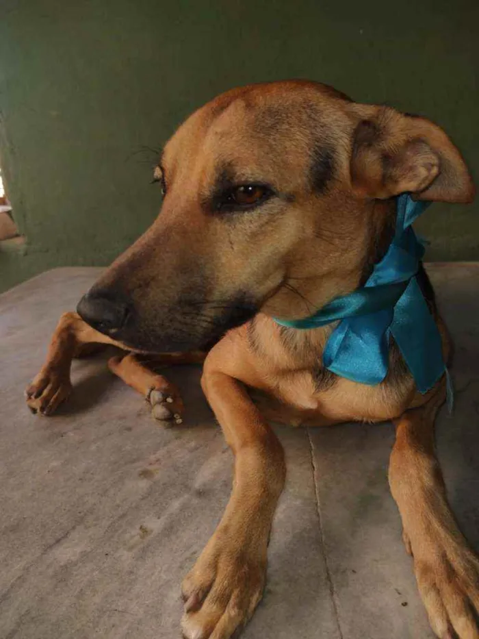 Cachorro ra a SRD idade 1 ano nome Bart