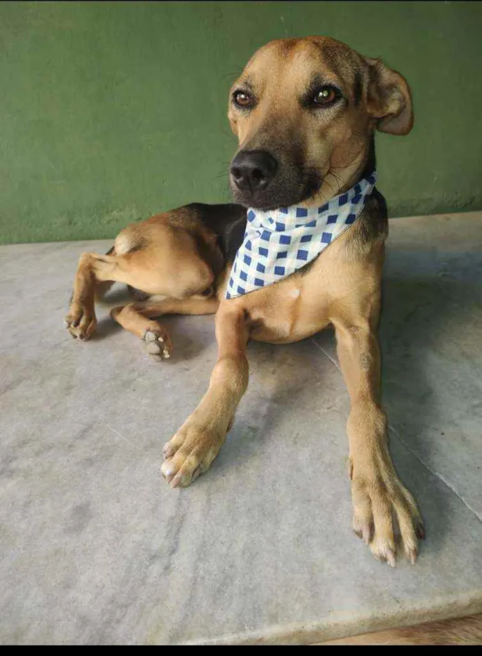 Cachorro ra a SRD idade 1 ano nome Bart