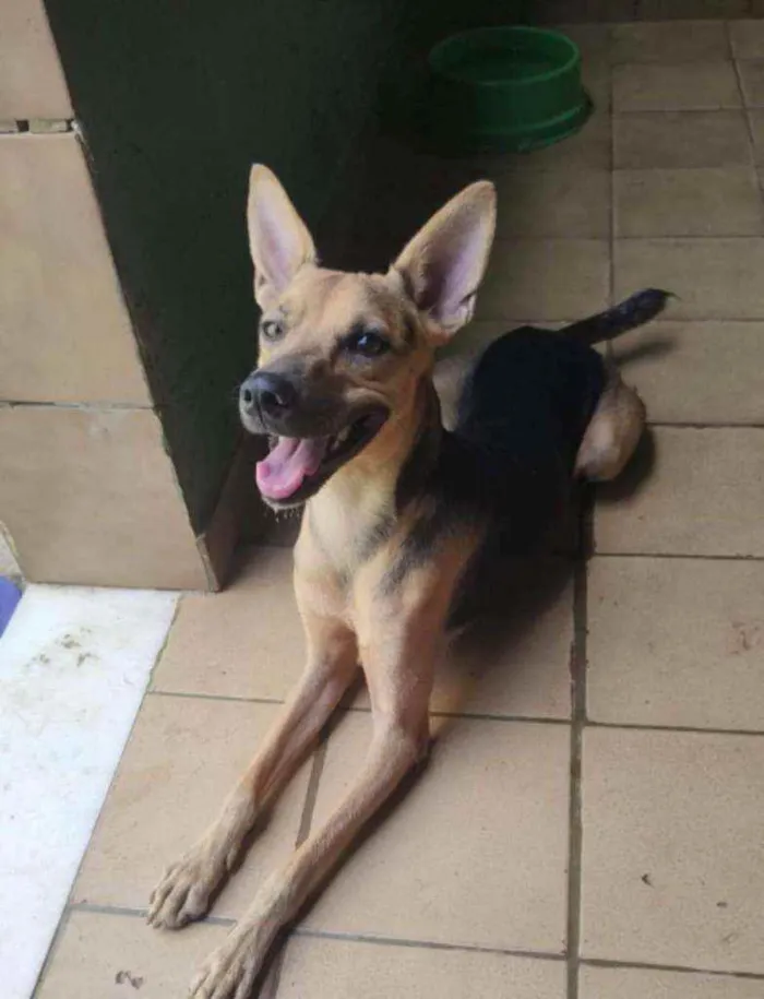 Cachorro ra a SRD idade 1 ano nome Bart