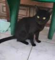 PANTERA