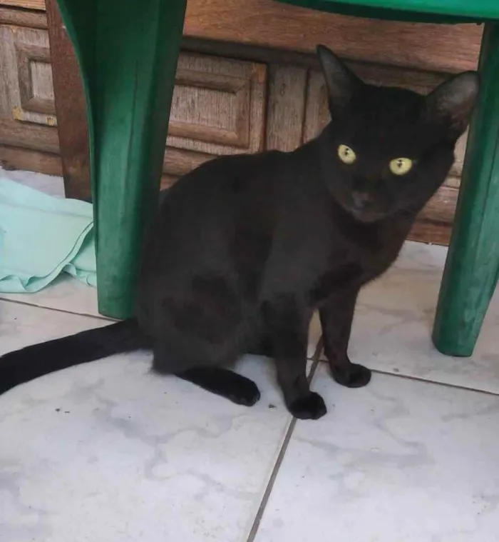 Gato raça SRD idade 7 a 11 meses nome PANTERA