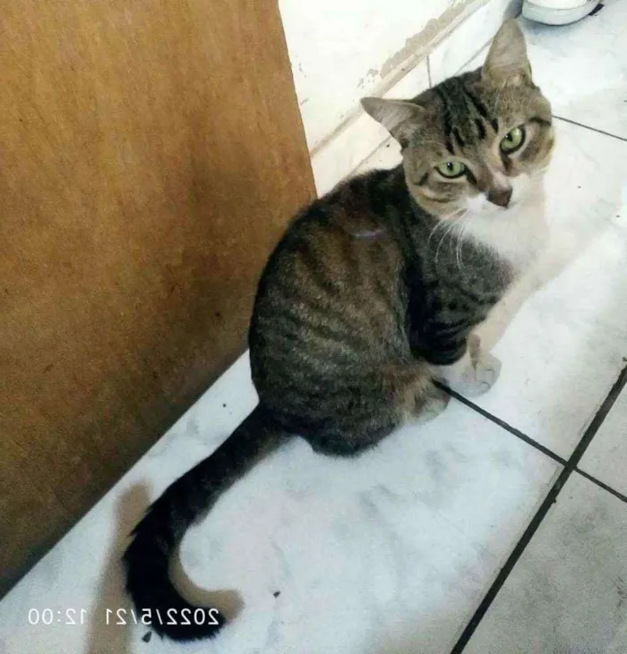 Gato raça SRD idade 7 a 11 meses nome PEQUENOTE