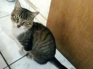 Gato raça SRD idade 7 a 11 meses nome PEQUENOTE