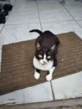 PEPA
