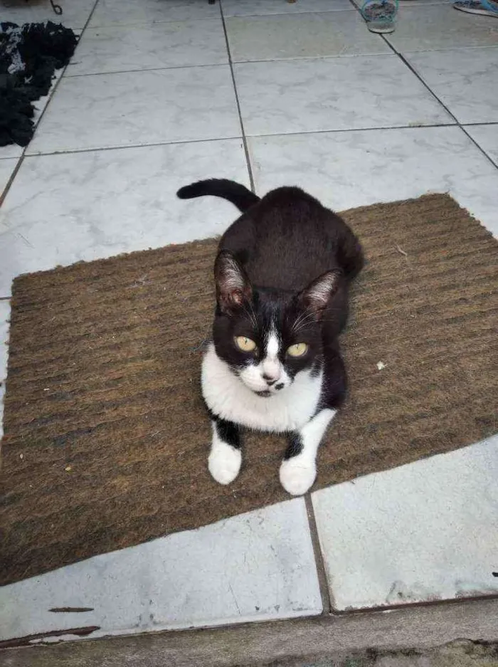 Gato raça SRD idade 6 ou mais anos nome PEPA
