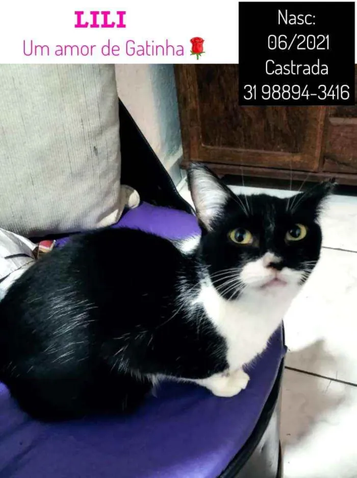 Gato raça SRD idade 2 a 6 meses nome LILI