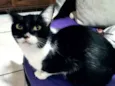 LILI